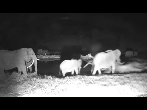 Djuma: Fang the Elephant and her herd - 22:54 - 02/06/19