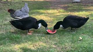 Finally got the ducks in the lake!