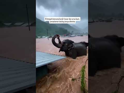Di tengah bencana banjir dan arus kuat, penyelamat ini datang tanpa diminta #viral #shortvideos
