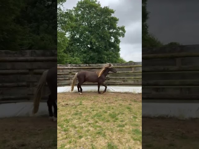 cheval 3/ rocky mountain horse