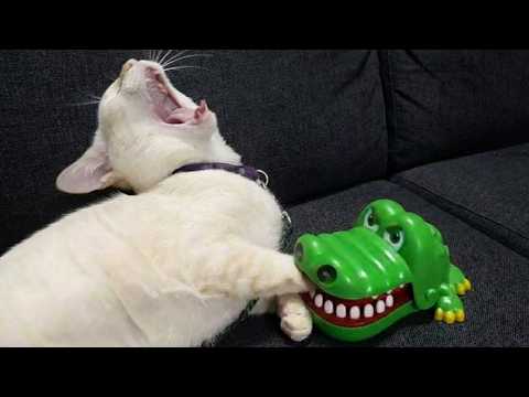 Cats Can't Stop Being Dramatic on the Internet 😂 TOP Funny Cats Video 2025