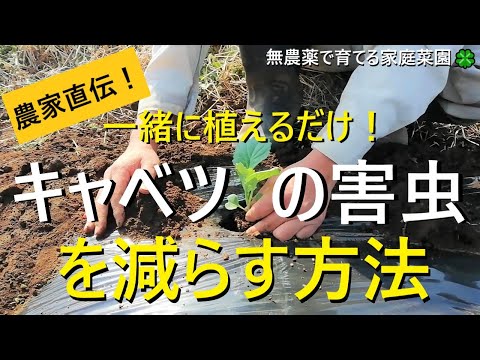 キャベツガと自然に戦う方法は？簡単な手段で感染を防ぐことはできるのでしょうか？  庭園