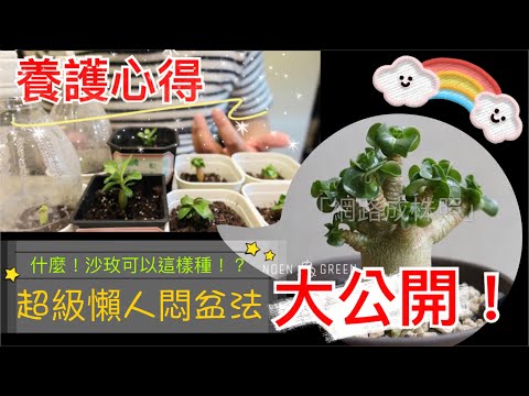 沙漠玫瑰播種悶盆法