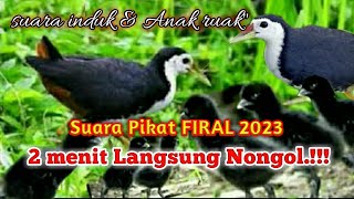 Download lagu 2 menit langsung nongol[]suara pik at induk & anak ruak' mp3