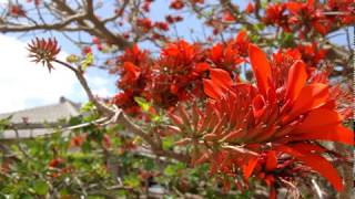 The Boom - Shima Uta