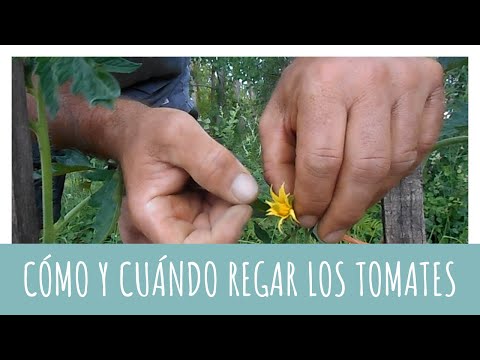 , title : 'Cómo y cuándo regar los tomates | HUERTA ECOLÓGICA'