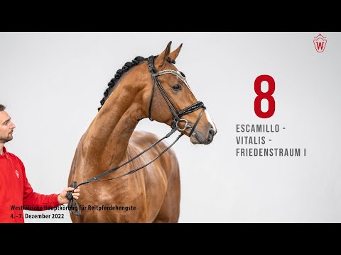Westfälische Hauptkörung 2022 Reitpferde: Kat.Nr. 08  Escamillo  -  Vitalis  -  Friedenstraum I
