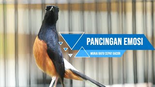 MURAI BATU GACOR PANCINGAN EMOSI PALING AMPUH PALING MEWAH LANSUNG IKUT GACOR