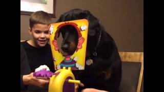 Dog loves the game Pie in the Face
