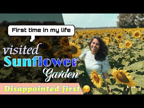 Sunflower garden🌻🌻 1,00,000 Flowers🥺 weekend trip in USA