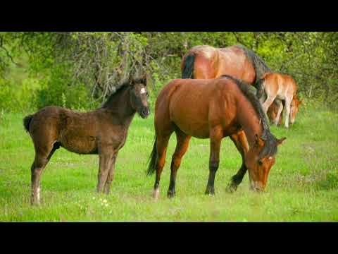 2 zile la munte în Lunca Cernii și Preveciori