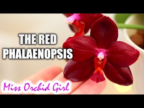 , title : 'Phalaenopsis Sogo Grape the red Orchid! + more on novelty hybrids'