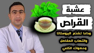 عشبة القراص ( القريص ) 100 جرام