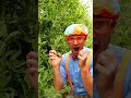 Blippi Visits the Indoor Trampoline Park 🤸🎉 #shorts