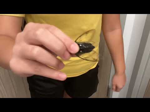 How to make a dead cicadas fly!