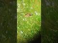 A Sparrow Is Sitting On Branch In Green Leaves Sparrow Shorts Ytshorts Nature Wildlife