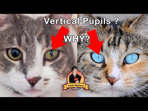 Why Cat Eyes are Slits and Vertical