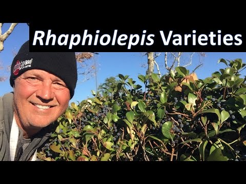 Rhaphiolepis Plants - Indian Hawthorn, Yedda Hawthorn (Indica, Umbellata & Dwarf Minor) Coto de Caza