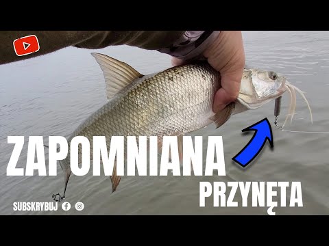 ZAPOMNIANA Przynęta na rzeczne BOLENIE.