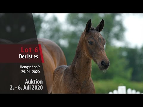 Online Auktion 2. - 6. Juli: Lot 6 Der ist es Hengst v. Dominator Z - Carolino