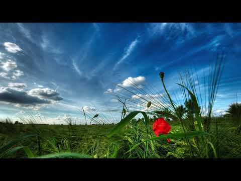 Es vārgu sakni aplēju - Jānis Lūsēns/Andrejs Eglītis