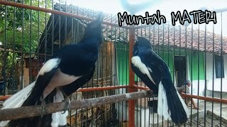 Download lagu KACER RASA CIBLEK ngebren bikin kacer lain dongkrak emosi siap tempur mp3