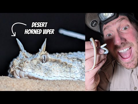 Finding Vipers in the Western Negev | Field Herping Israel