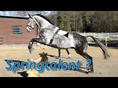 Schlummert hier auch noch ein Springtalent? Falco wird mit neuen Aufgaben konfrontiert!