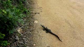 preview picture of video 'Cocodrilo en un camino de Yucatán, México'