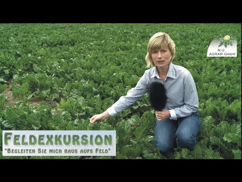 17. Feldexkursion: Wie lang ist die Wurzel von Disteln oder Quecken?