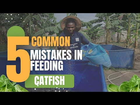 COMMON MISTAKES CATFISH FARMERS MAKE IN FEEDING :CATFISH FARMING IN NIGERIA #catfish #catfishfarm
