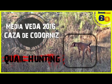 CAZA de CODORNICES con PERRO en MEDIA VEDA #1 | QUAIL HUNTING with DOG
