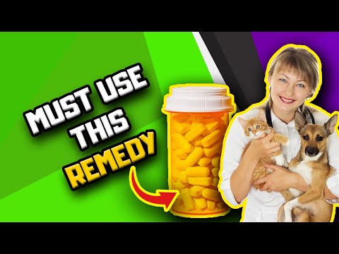 Remedy for Dogs or Cats with Pancreatitis | Dr. Edgard Gomes | Veterinary Dog Nutrition