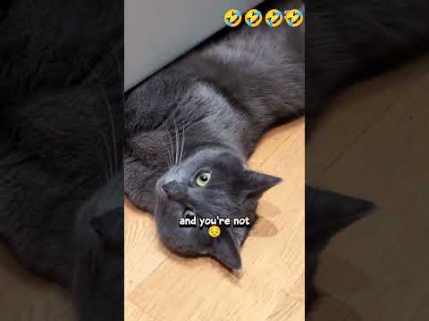 Funny Riki🤣 #cat #petshub #cats #funny #kitty #cute #funnycats #funnyvideo #pets #kitten