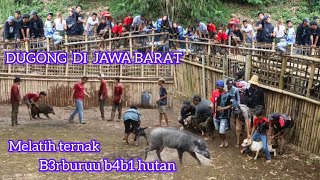 Download lagu DU90NG ‼️B4B1 HUTAN BERJALAN SANTAI DI LAPANGAN || SILATURAHMI PEMBURU JAWABARAT mp3 Download lagu DU90NG ‼️B4B1 HUTAN BERJALAN SANTAI DI LAPANGAN || SILATURAHMI PEMBURU JAWABARAT mp3