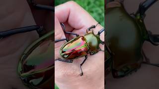 Download lagu ' इतना महंगा कीड़ा ' Stag Beetle Care and Handling' mp3 Download lagu ' इतना महंगा कीड़ा ' Stag Beetle Care and Handling' mp3