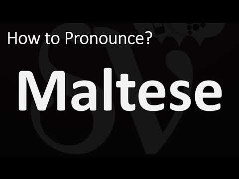 How to Pronounce Maltese Dog? (CORRECTLY)