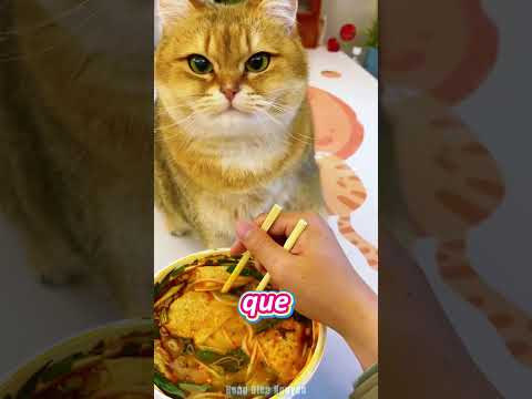 Quando o gato confunde o dono com seu filhote gigante e tenta amamentar! 🐱🍼#shorts #funny #viral #