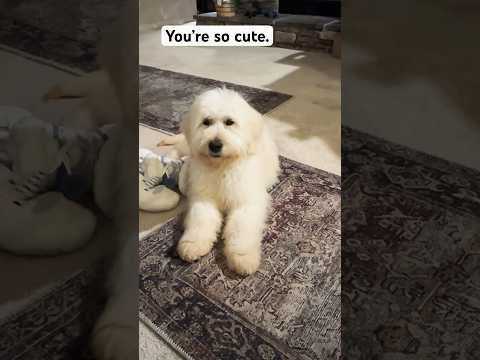 It’s a rough life.. #abbeyacres #goldendoodle #puppies #cute #baby #dog #shorts #sweet #babies #fun