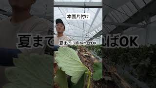 本圃片付け開始 2025.6.10 #農業 #農協 #いちご