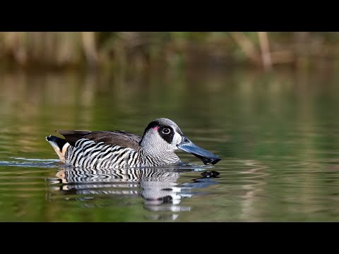 Ducks quacking, eating and splashing on the river - Relaxing Sounds of Nature