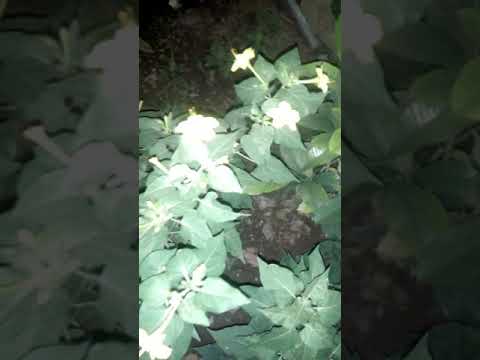 chandrakant plant flowers