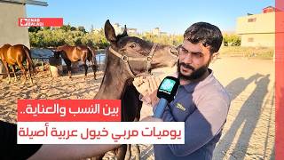 بين النسب والعناية.. يوميات مربي خيول عربية أصيلة