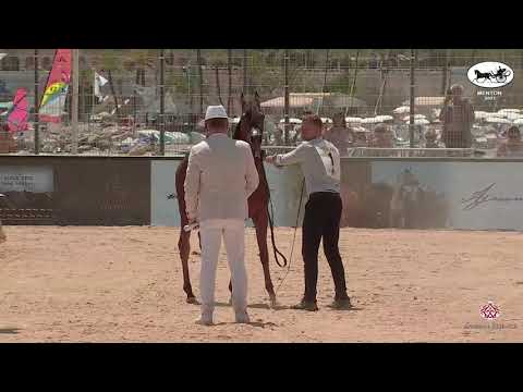 N 1 RD SHAVANNA   Mediterranean and Arab Countries AHC   Menton 2021   Yearling Fillies Class 1A