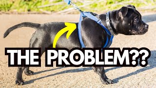 Do Dog Harnesses Cause Leash Pulling — Or Is That a Myth?