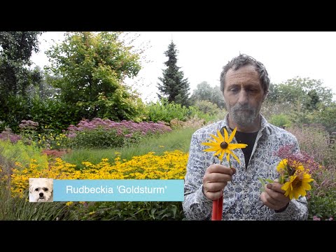 download lagu mp3 mp4 Loddon Gold, download lagu Loddon Gold gratis, unduh video klip Loddon Gold