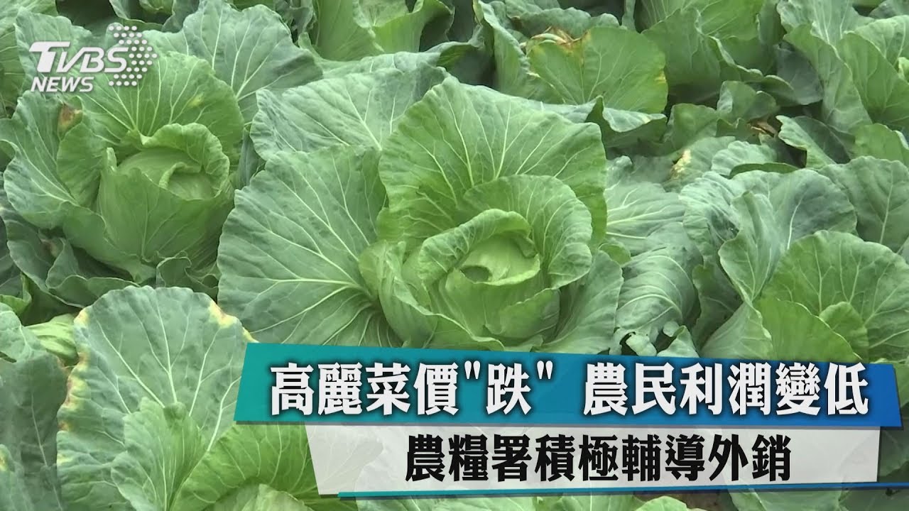 高麗菜價「跌」農民利潤變低 農糧署積極輔導外銷