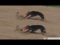 Dog Chases Real Rabbit Coursing Greyhound Race