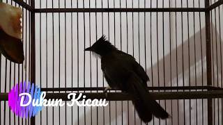 Download lagu Cucak jenggot GACOR SANTAI di malam hari, COCOK untuk masteran cucak jenggot paud mp3