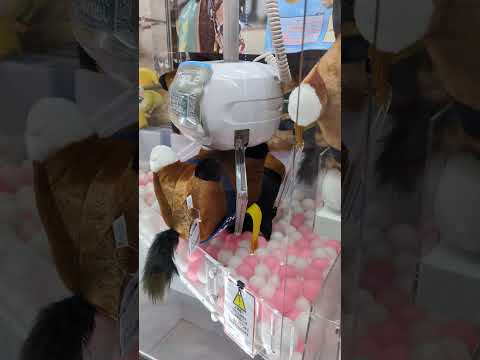 Someday I will win a pony!